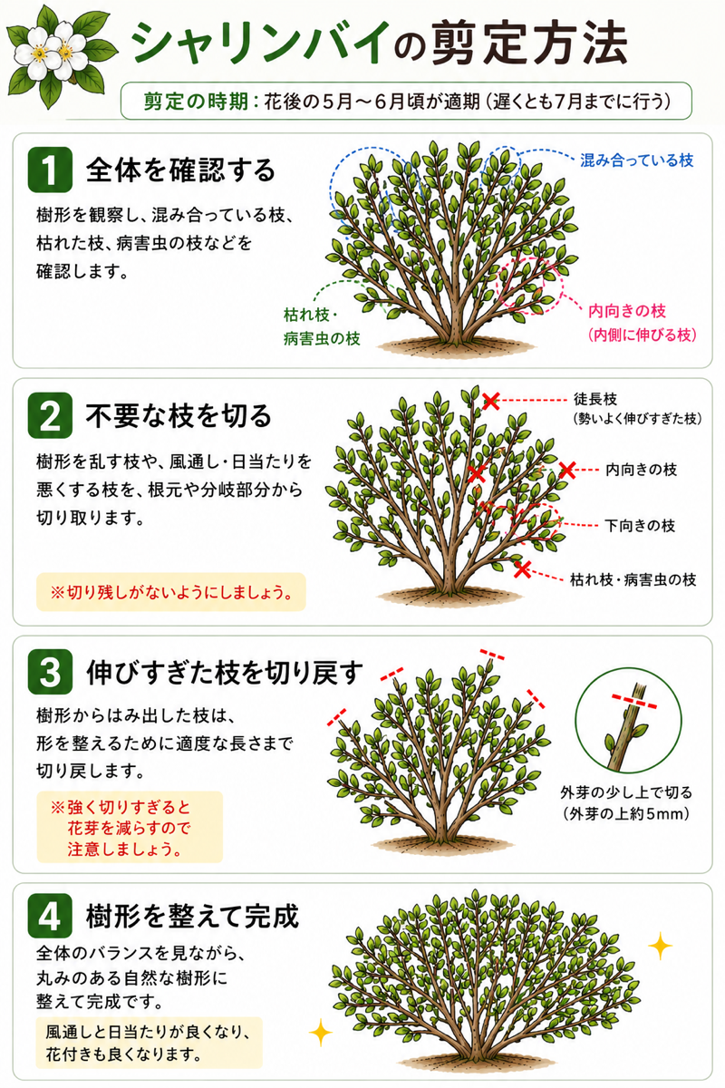 【図解あり】シャリンバイの剪定方法 【図解あり】シャリンバイの剪定方法