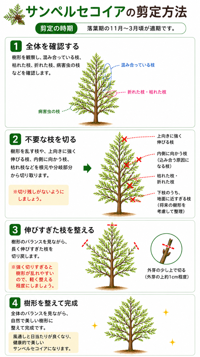 【図解あり】サンペルセコイアの剪定方法 【図解あり】サンペルセコイアの剪定方法