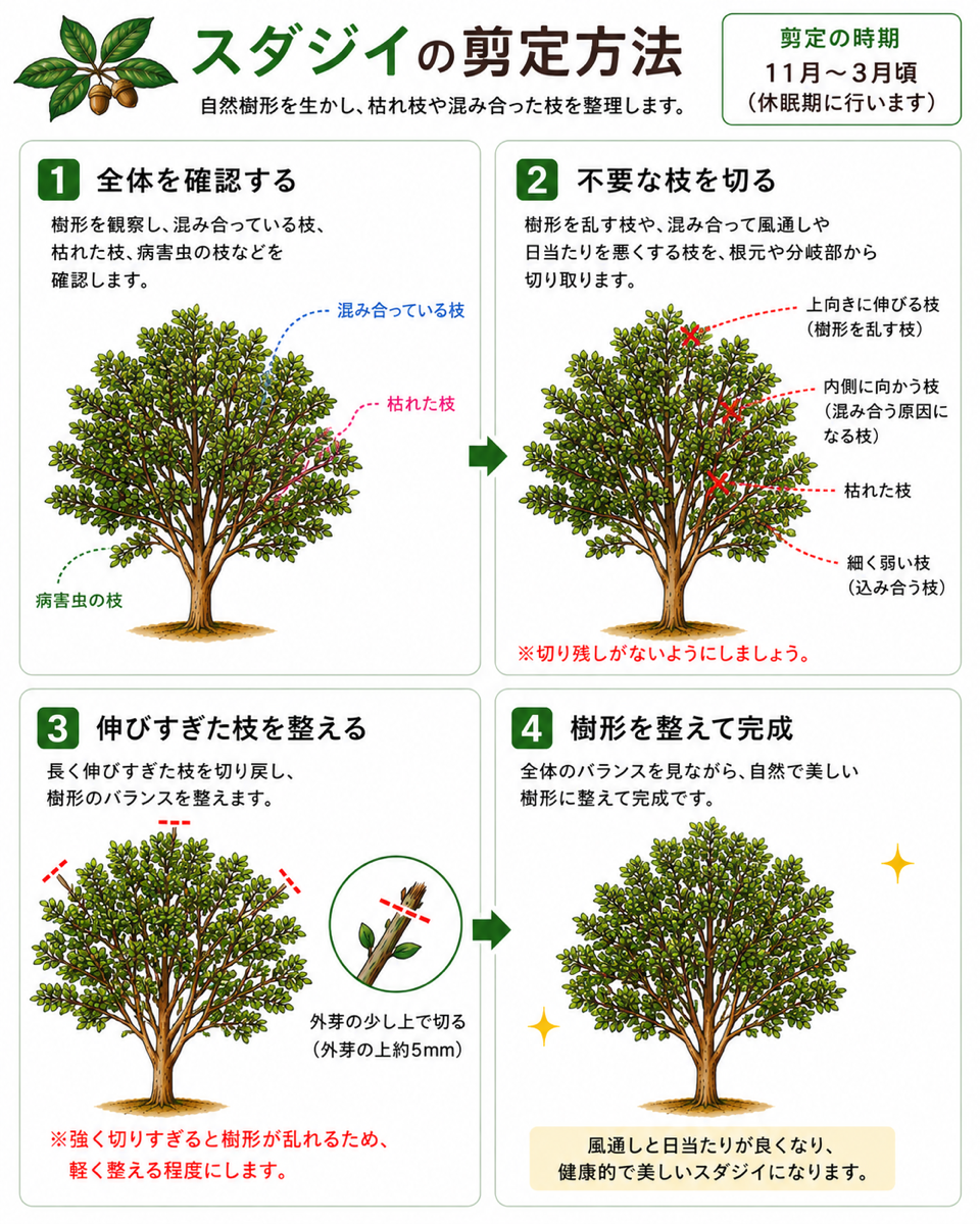 【図解あり】スダジイの剪定方法