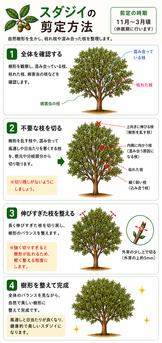 【図解あり】スダジイの剪定方法 【図解あり】スダジイの剪定方法