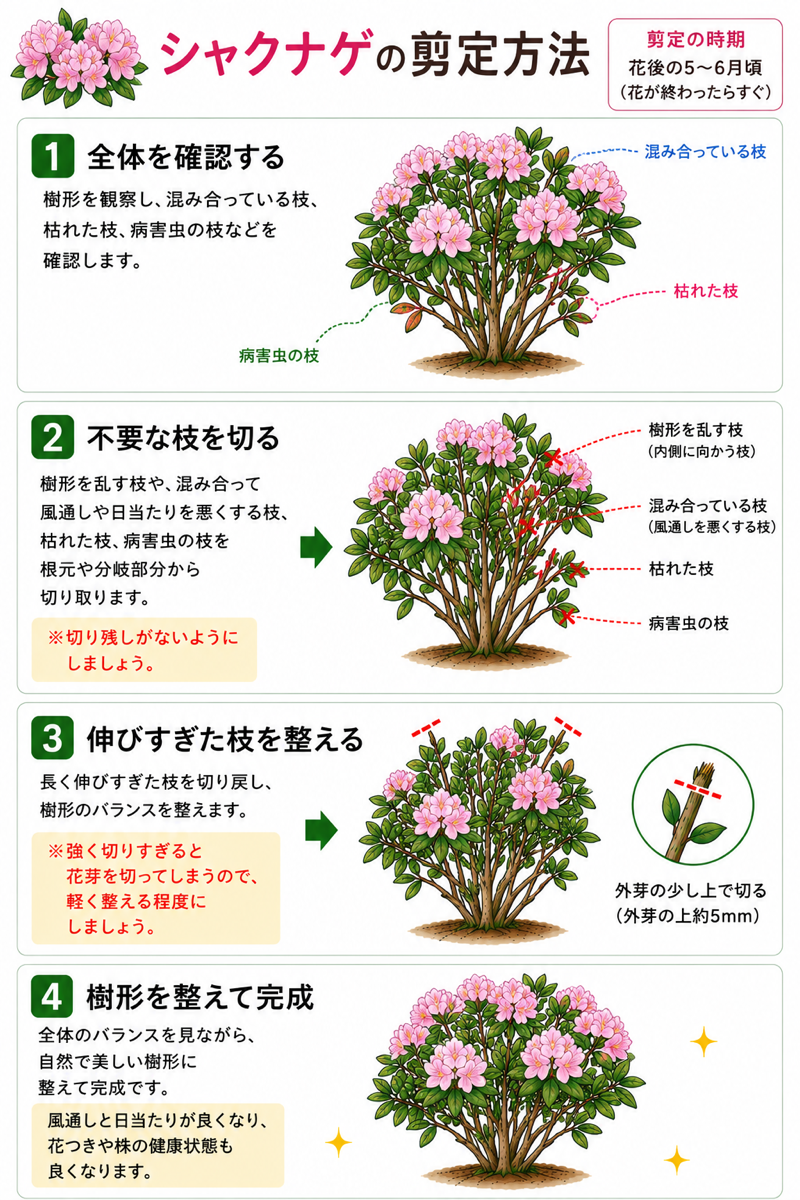 【図解あり】シャクナゲの剪定方法