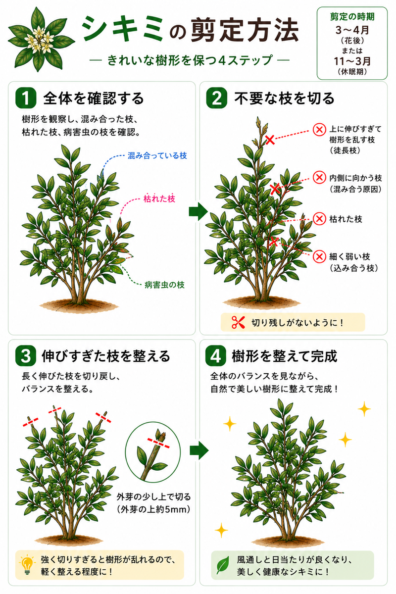 【図解あり】シキミの剪定方法