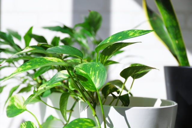 松の芽摘みの正しいやり方
