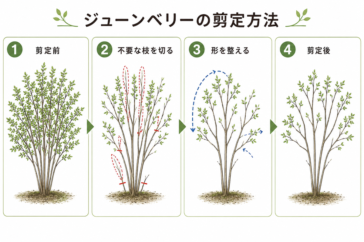 【図解あり】ジューンベリーの剪定方法