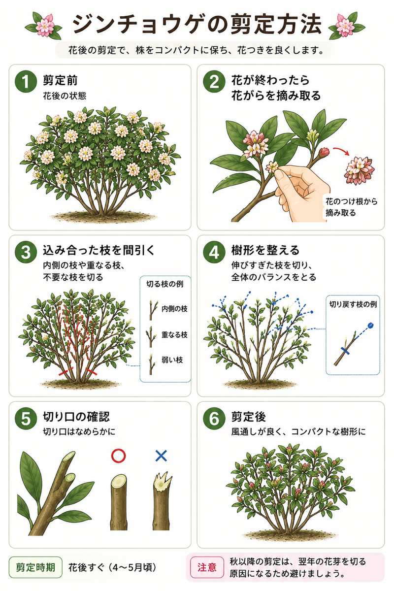 【図解あり】ジンチョウゲ(沈丁花)の剪定方法