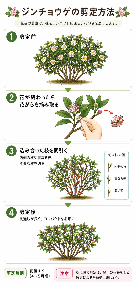 【図解あり】ジンチョウゲ(沈丁花)の剪定方法 【図解あり】ジンチョウゲ(沈丁花)の剪定方法