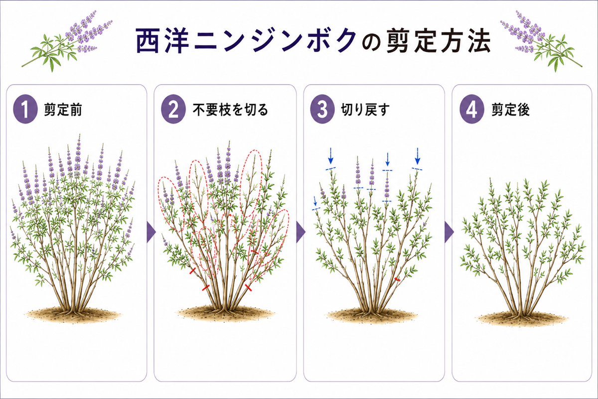 【図解あり】西洋ニンジンボクの剪定方法