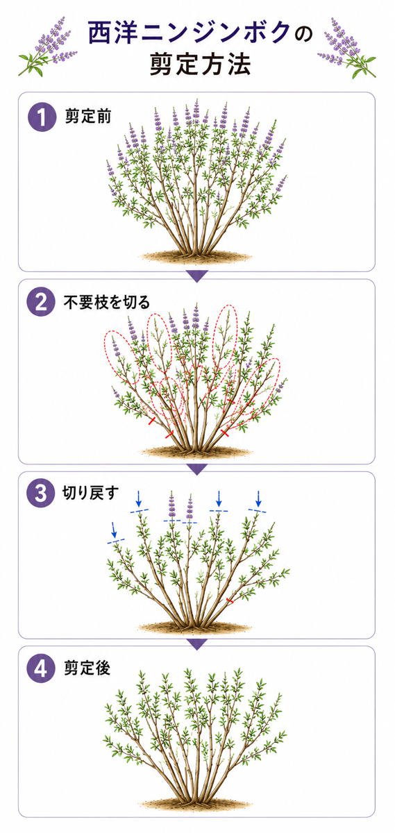 【図解あり】西洋ニンジンボクの剪定方法 【図解あり】西洋ニンジンボクの剪定方法