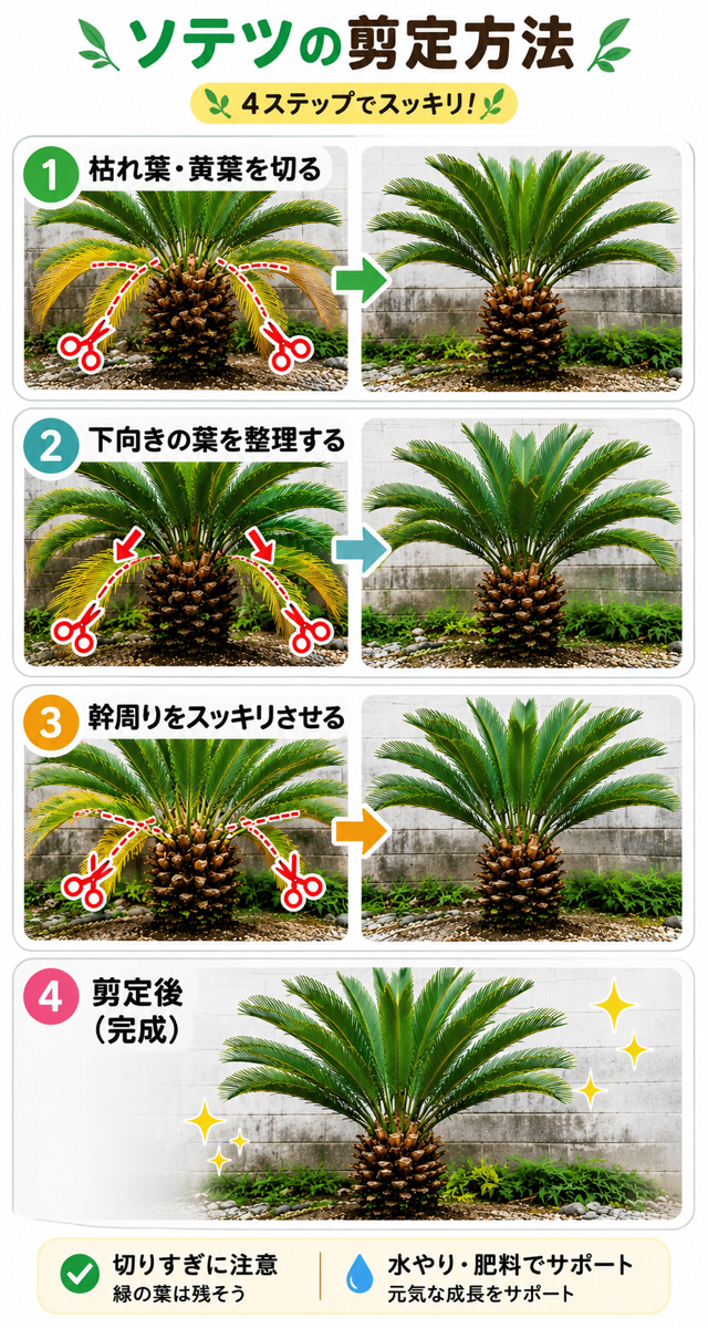 【図解あり】ソテツの剪定方法 【図解あり】ソテツの剪定方法