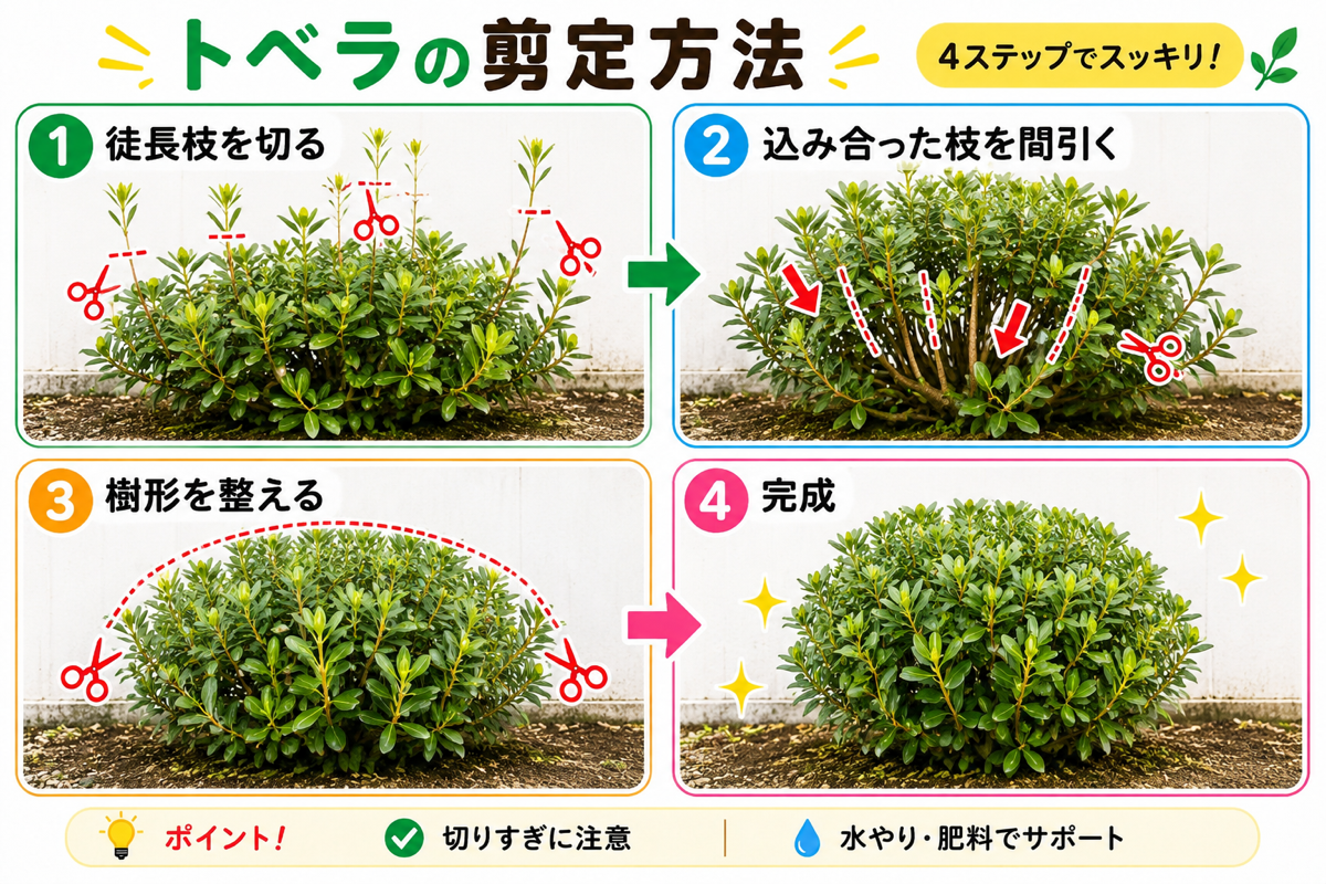 【図解あり】トベラの剪定方法