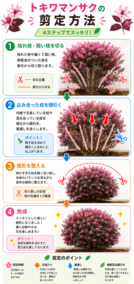 【図解あり】トキワマンサクの剪定方法 【図解あり】トキワマンサクの剪定方法