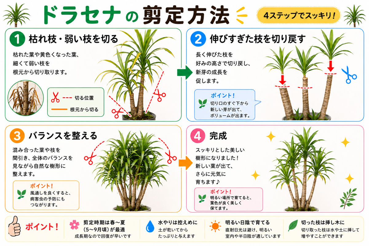 【図解あり】ドラセナの剪定方法