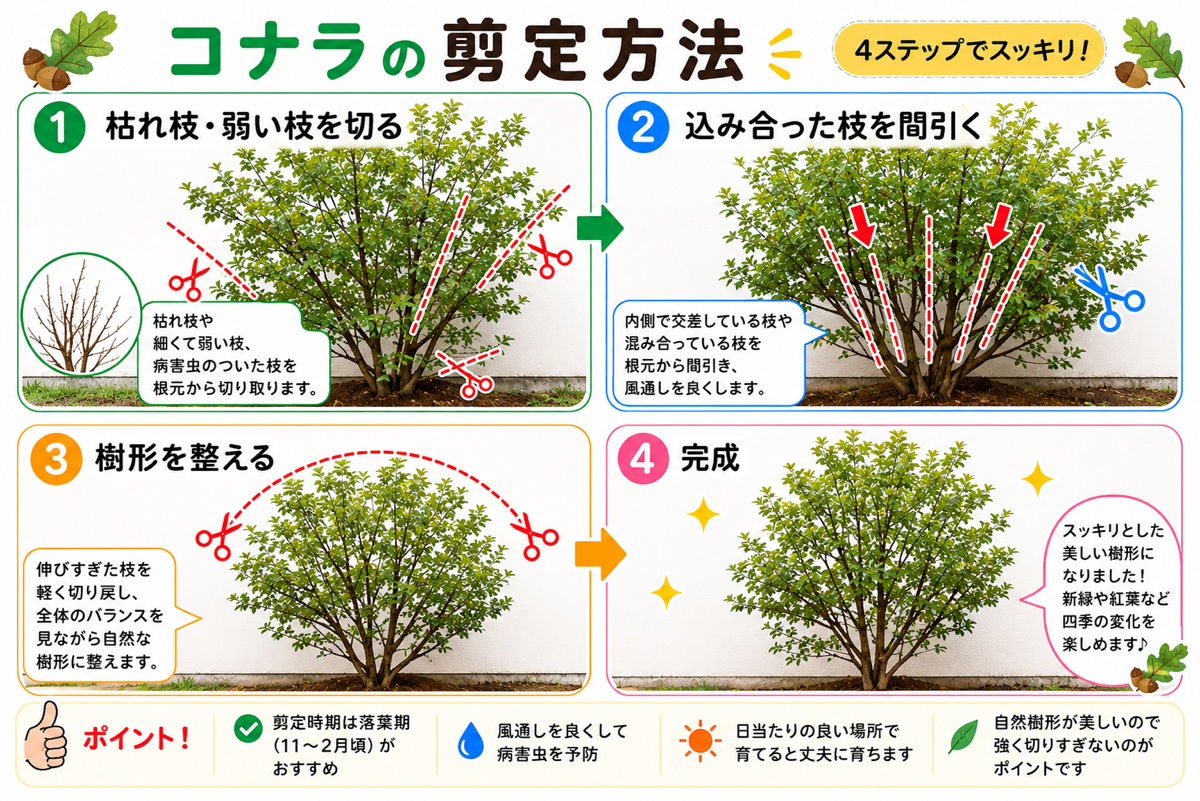 【図解あり】コナラの剪定方法