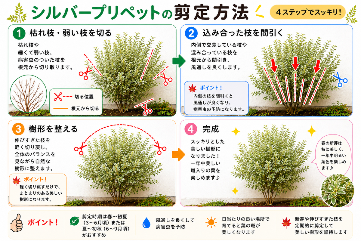 【図解あり】シルバープリペットの剪定方法