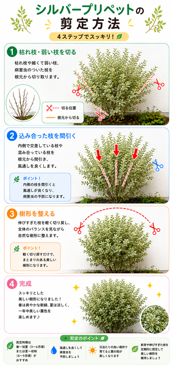 【図解あり】シルバープリペットの剪定方法 【図解あり】シルバープリペットの剪定方法