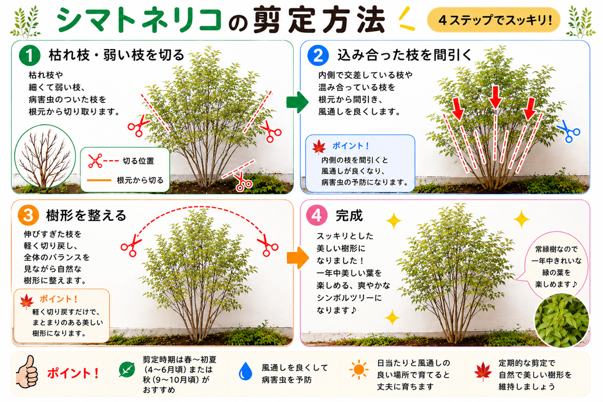 【図解あり】シマトネリコの剪定方法