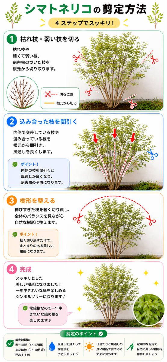 【図解あり】シマトネリコの剪定方法 【図解あり】シマトネリコの剪定方法