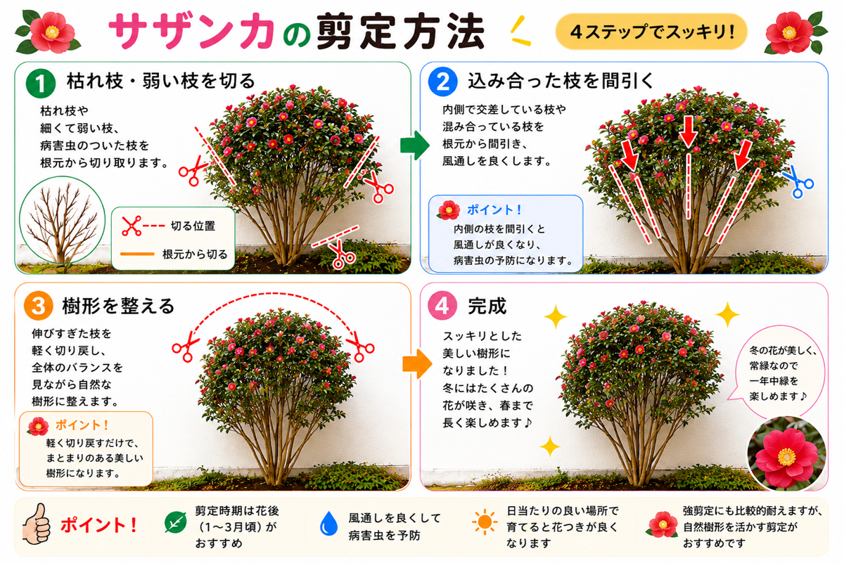 【図解あり】サザンカの剪定方法