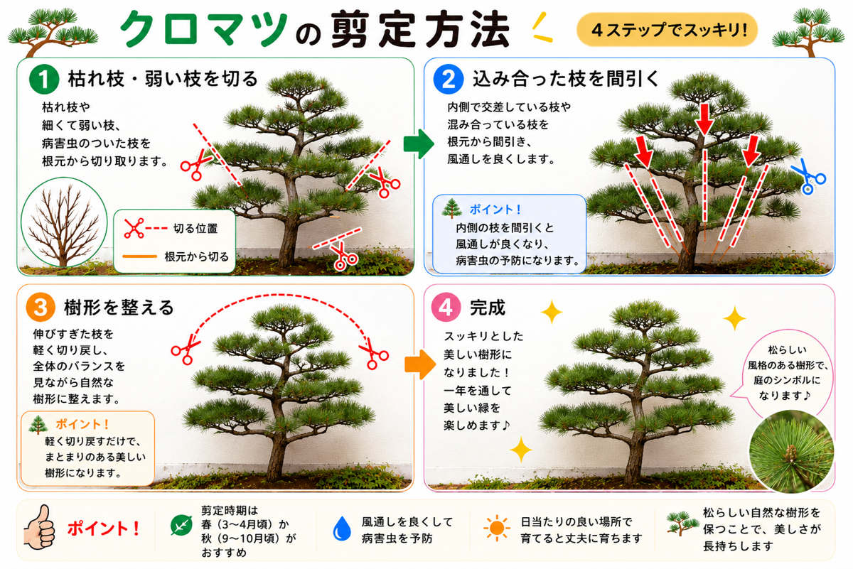 【図解あり】クロマツの剪定方法