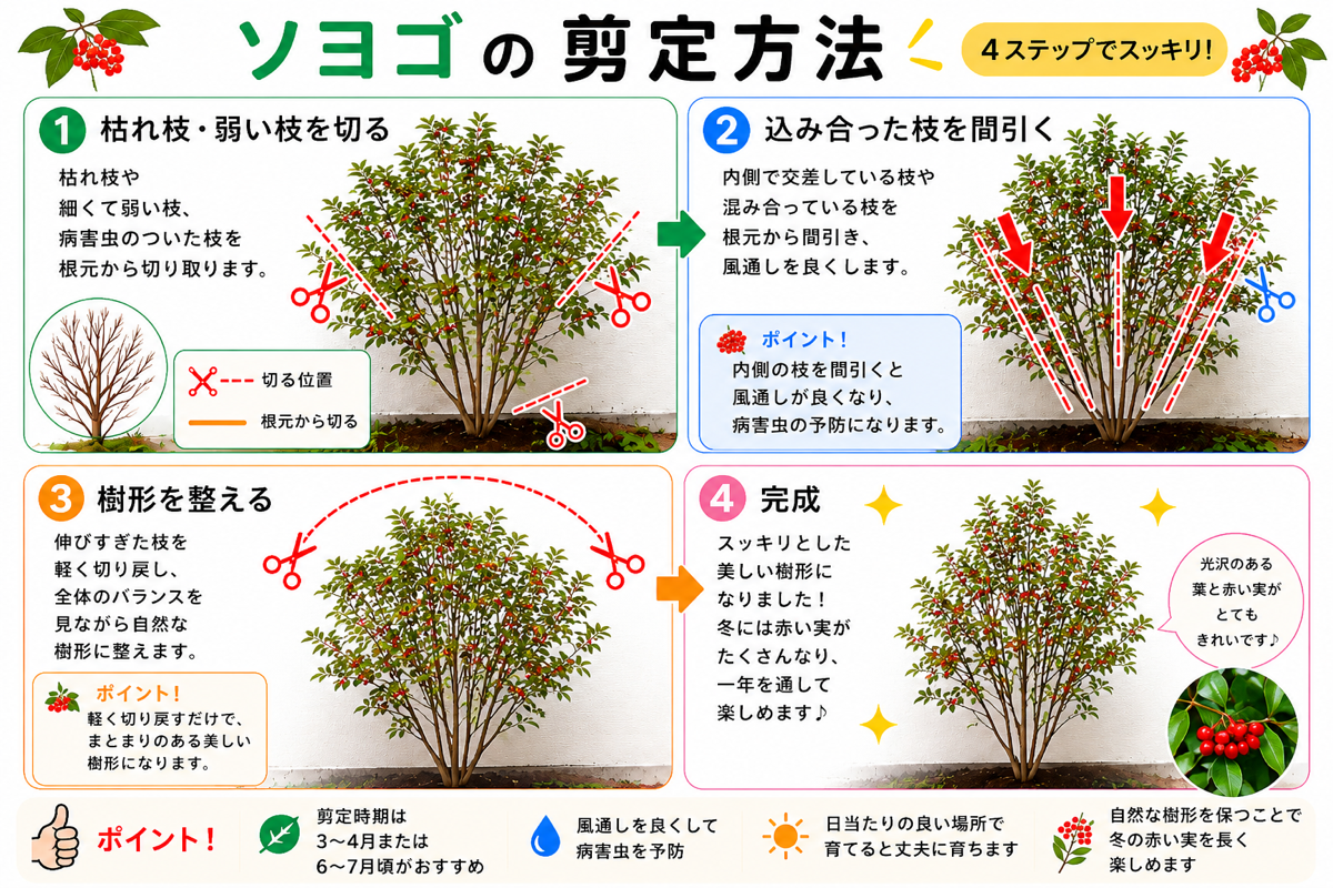 【図解あり】ソヨゴの剪定方法