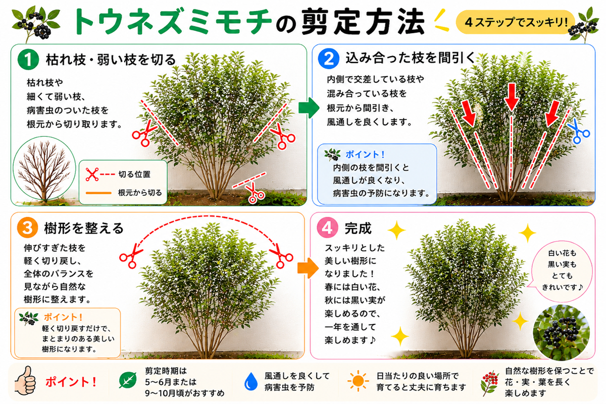 【図解あり】トウネズミモチの剪定方法