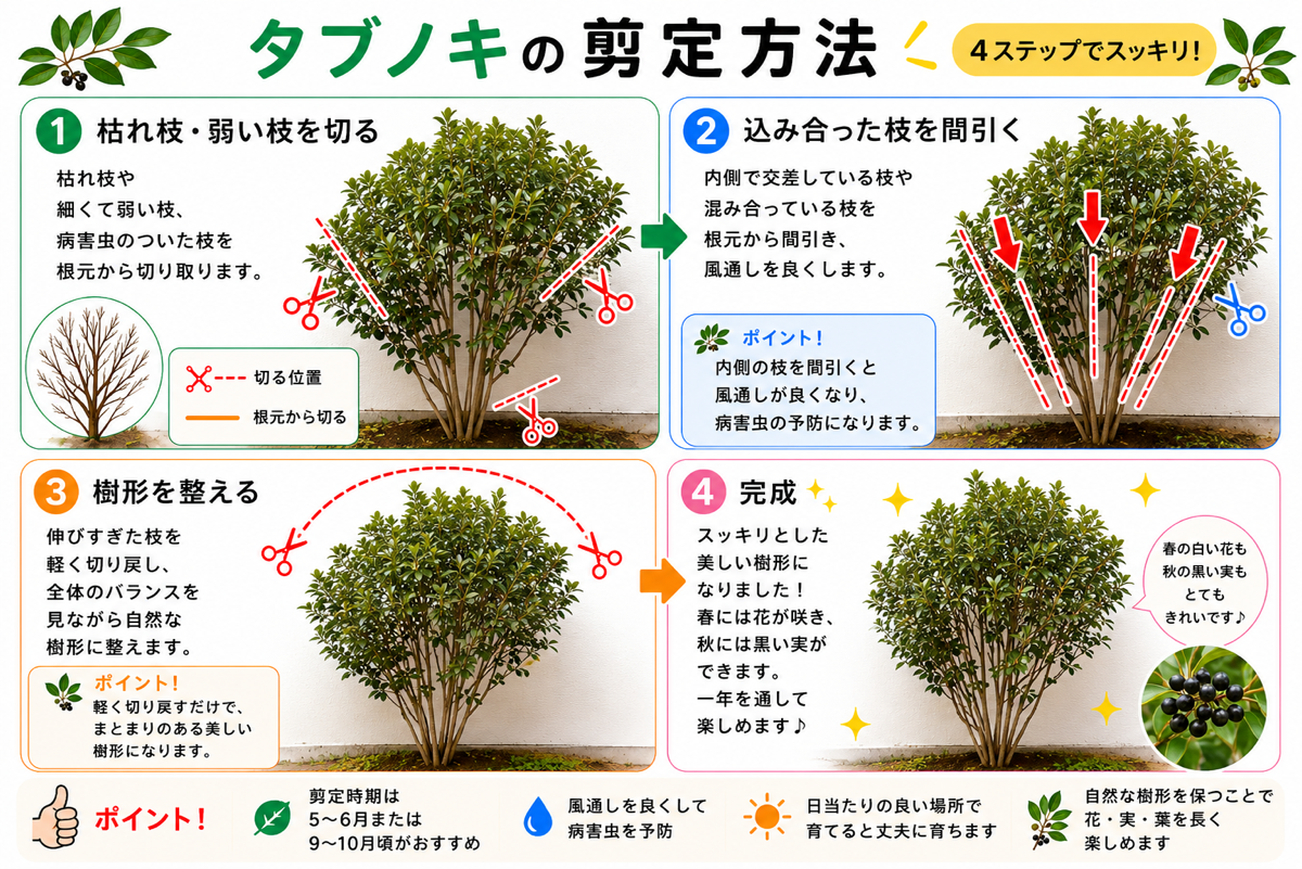 【図解あり】タブノキの剪定方法