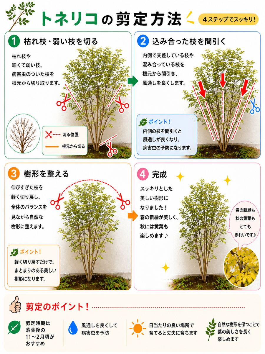 【図解あり】トネリコの剪定方法