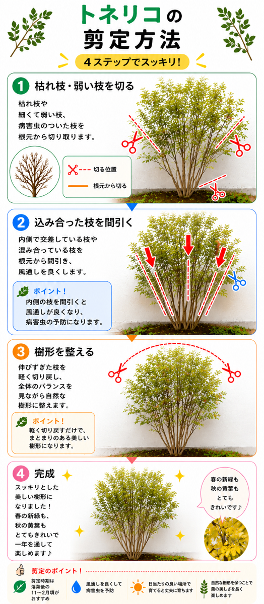 【図解あり】トネリコの剪定方法 【図解あり】トネリコの剪定方法