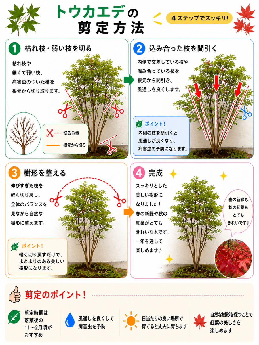 【図解あり】トウカエデの剪定方法