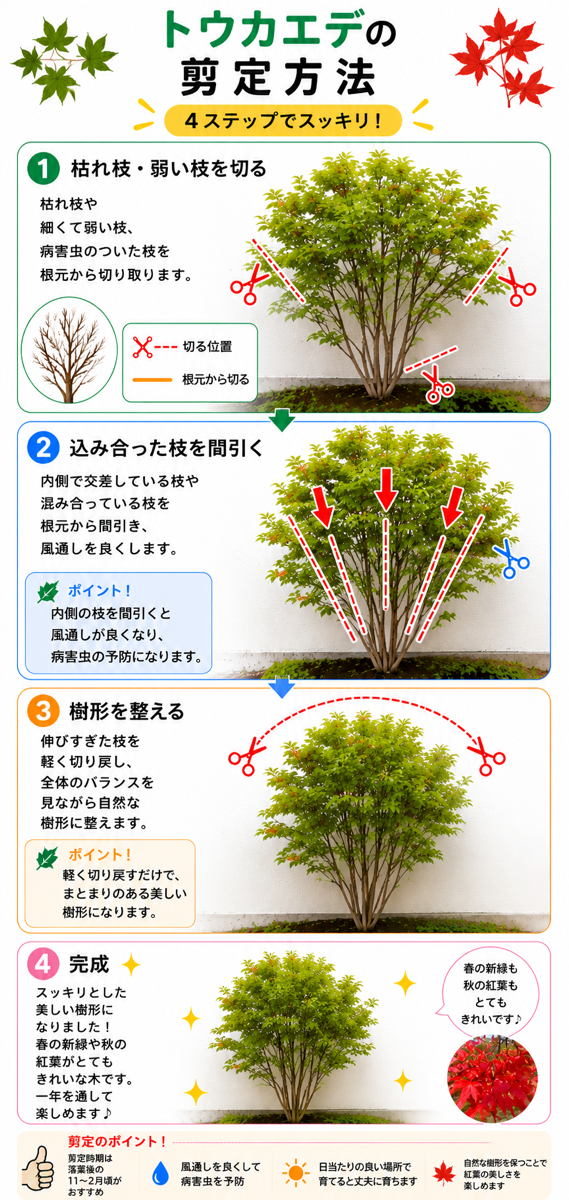 【図解あり】トウカエデの剪定方法 【図解あり】トウカエデの剪定方法