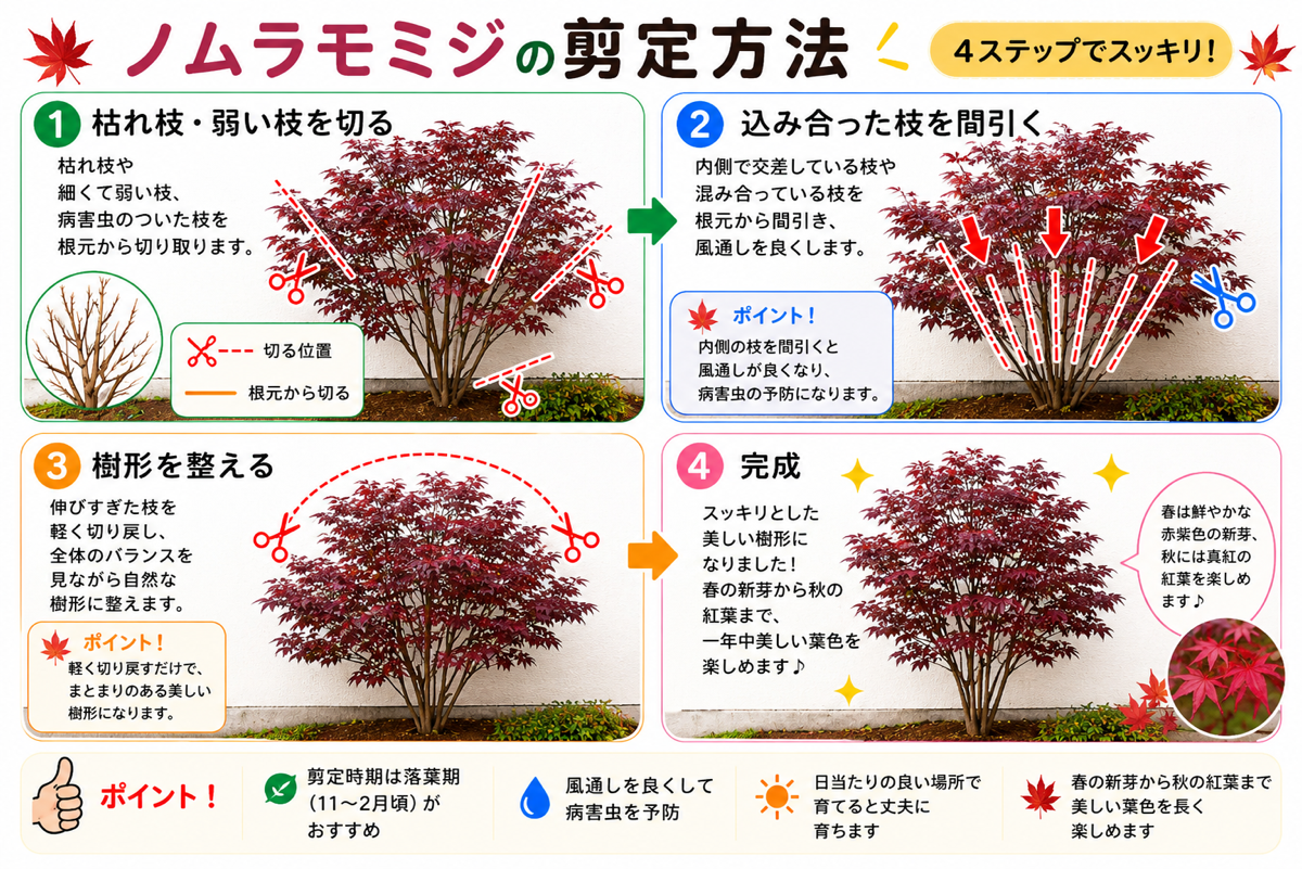 【図解あり】ノムラモミジの剪定方法