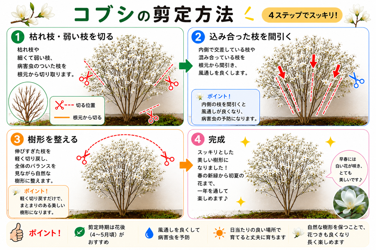 【図解あり】コブシの剪定方法