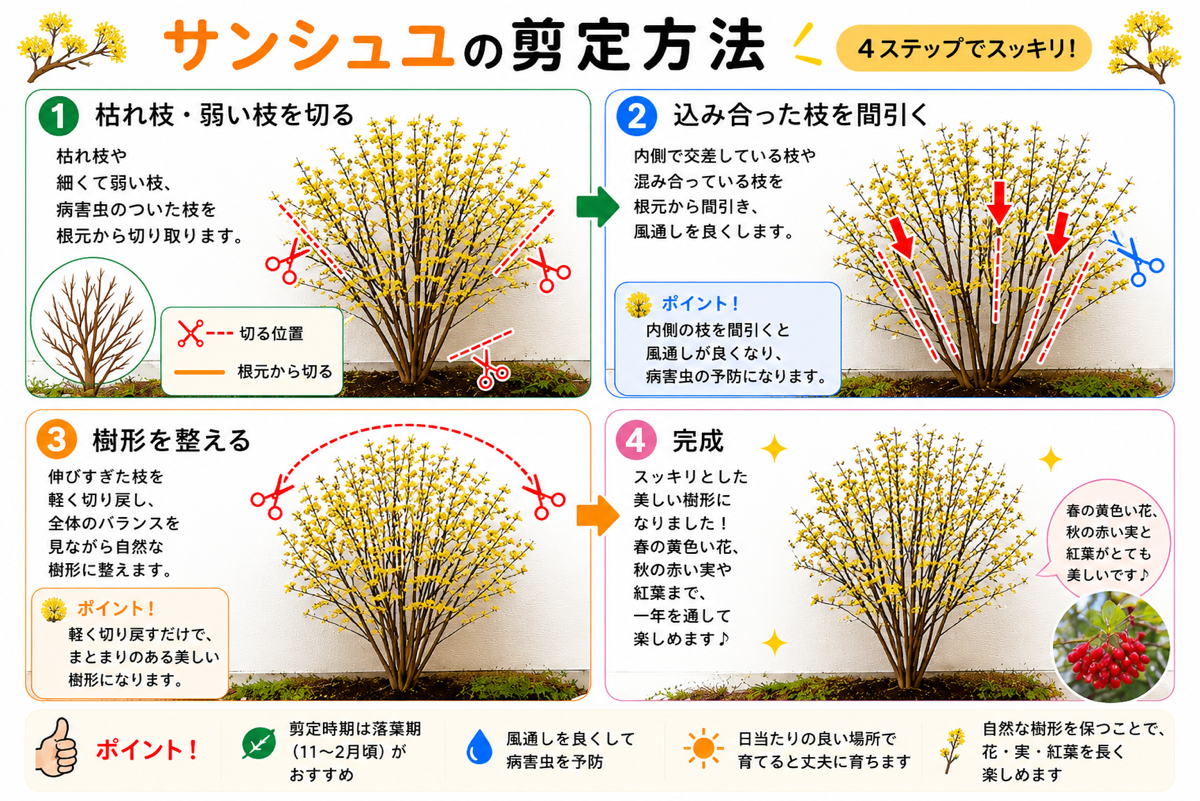 【図解あり】サンシュユの剪定方法