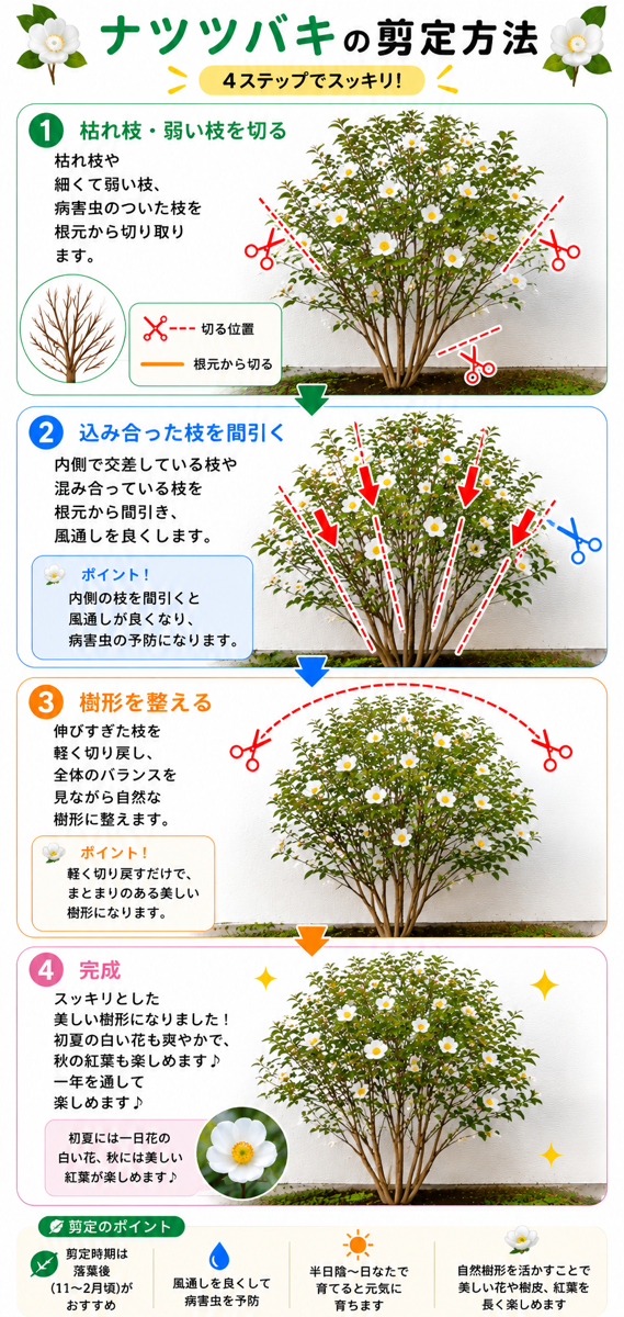 【図解あり】ナツツバキ(シャラノキ)の剪定方法 【図解あり】ナツツバキ(シャラノキ)の剪定方法