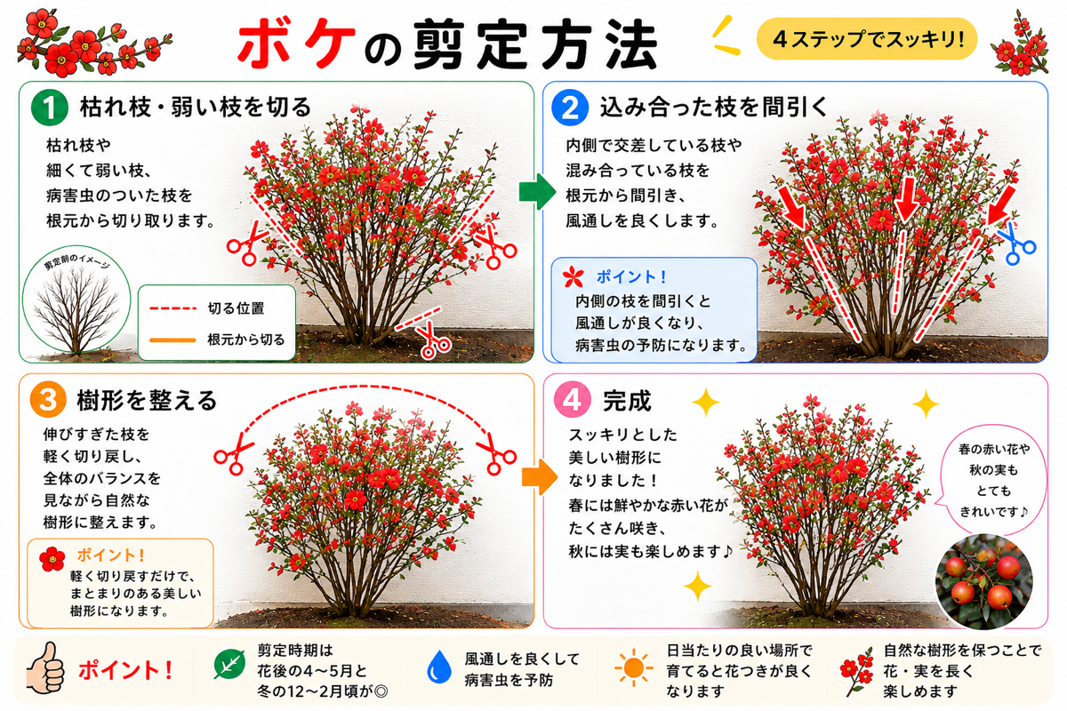 【図解あり】ボケの剪定方法
