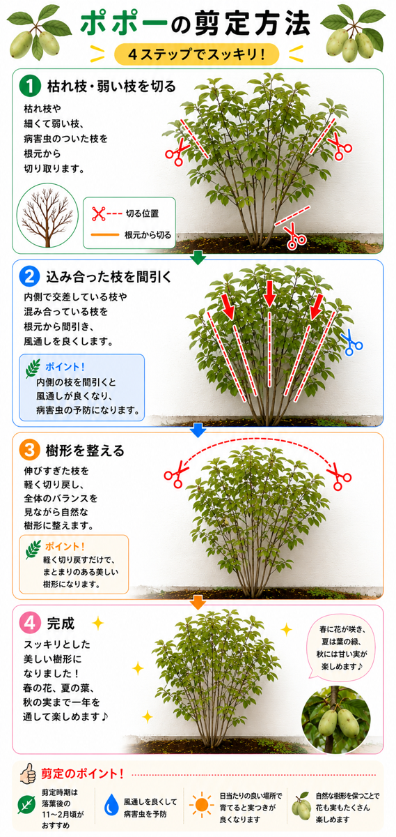 【図解あり】ポポーの剪定方法 【図解あり】ポポーの剪定方法