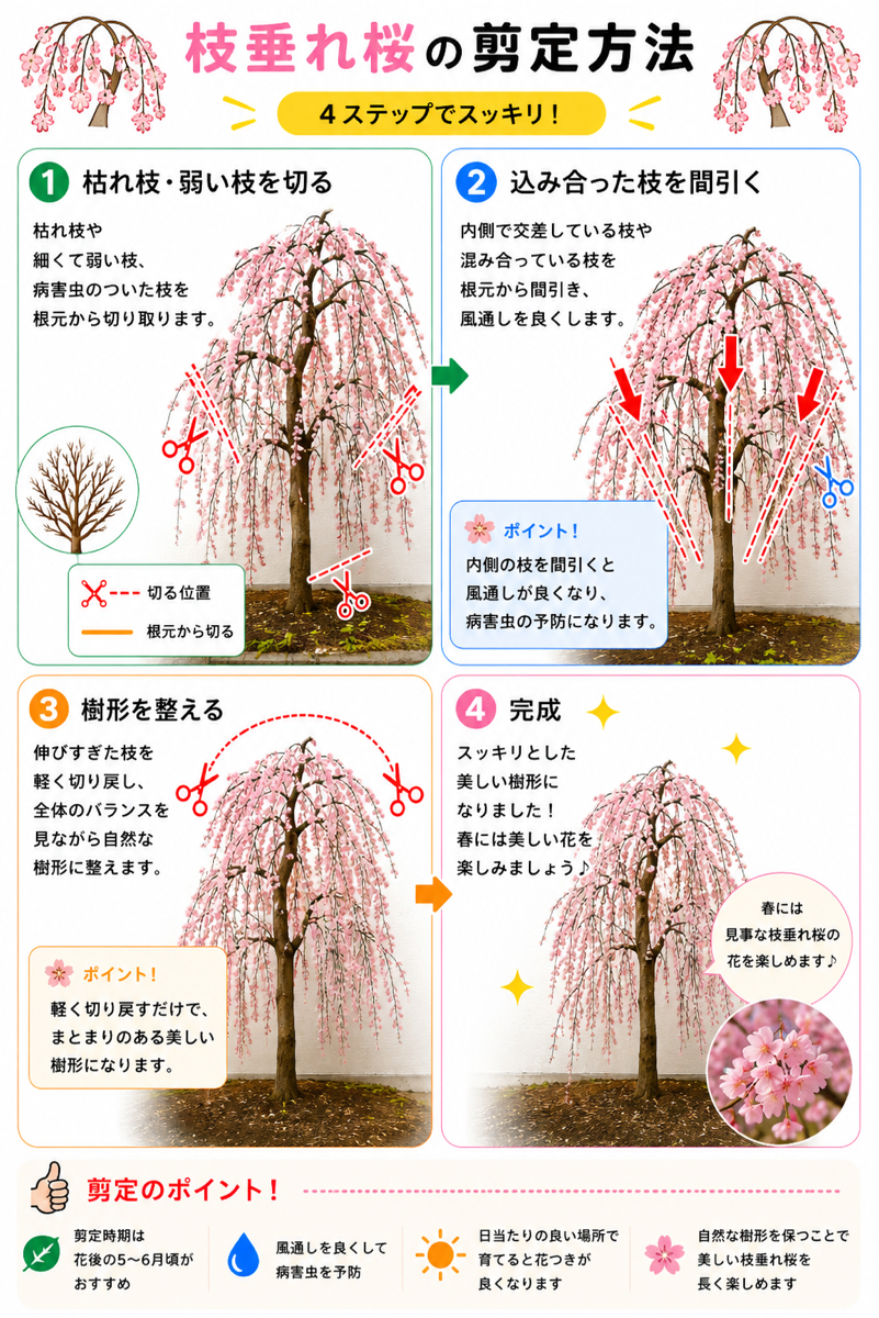 【図解あり】枝垂れ桜の剪定方法