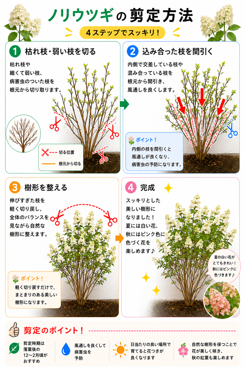 【図解あり】ノリウツギの剪定方法