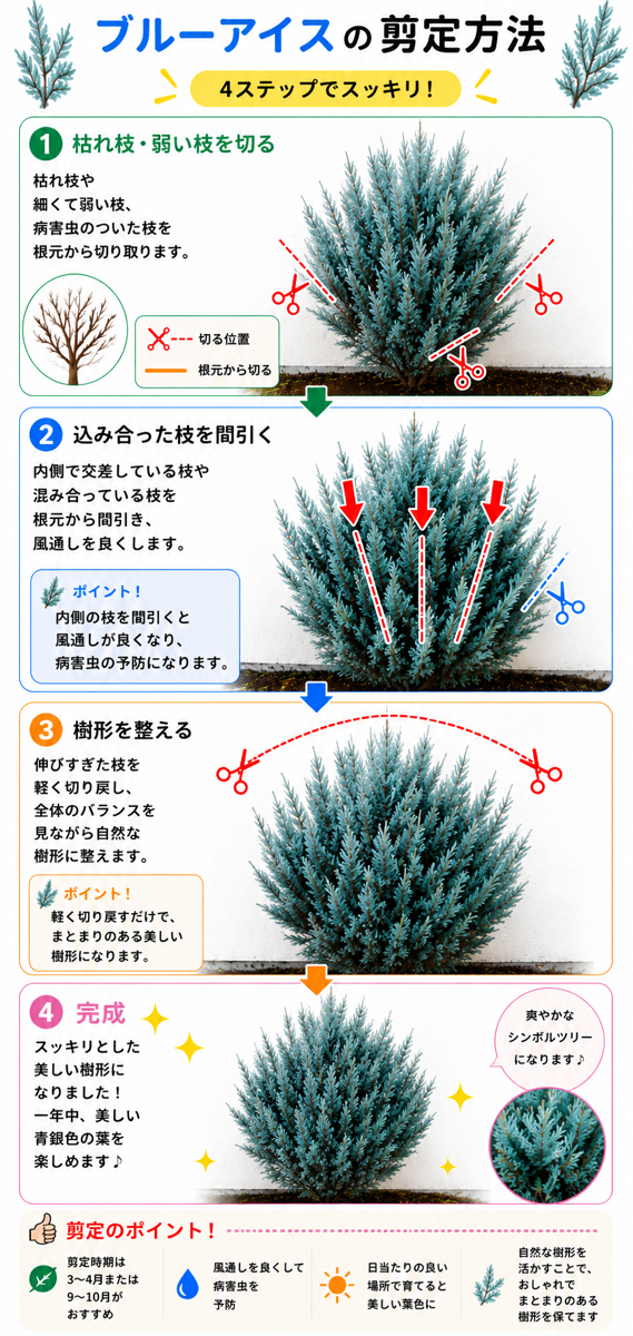 【図解あり】ブルーアイスの剪定方法 【図解あり】ブルーアイスの剪定方法