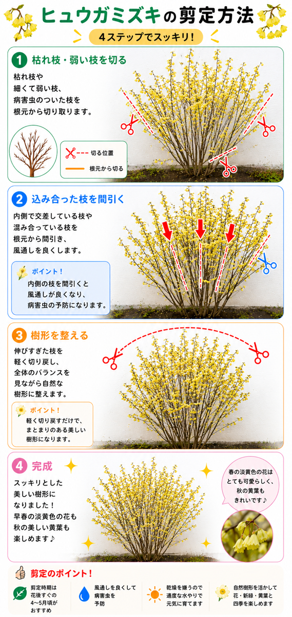 【図解あり】ヒュウガミズキの剪定方法 【図解あり】ヒュウガミズキの剪定方法