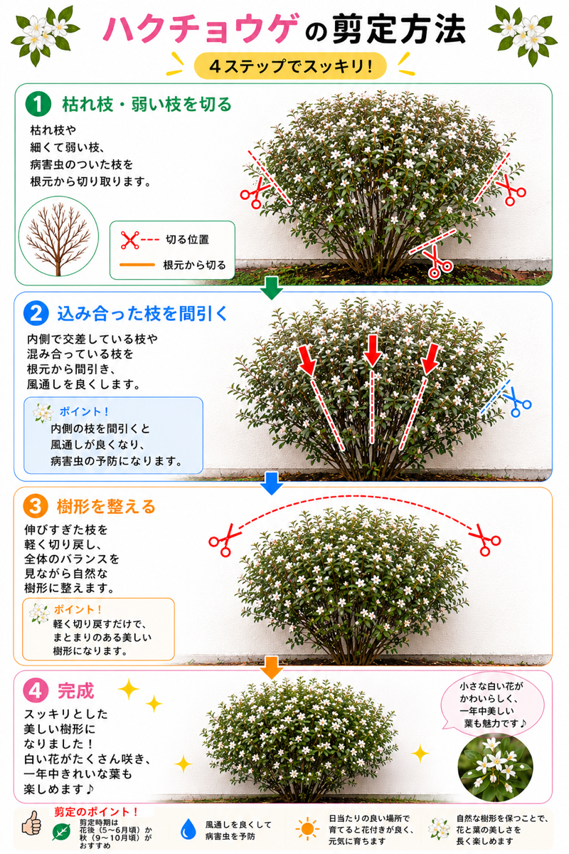 【図解あり】ハクチョウゲの剪定方法