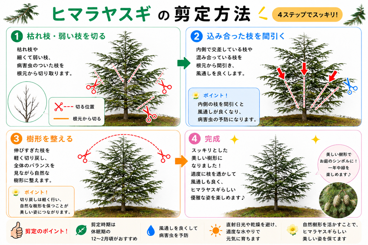【図解あり】ヒマラヤスギの剪定方法