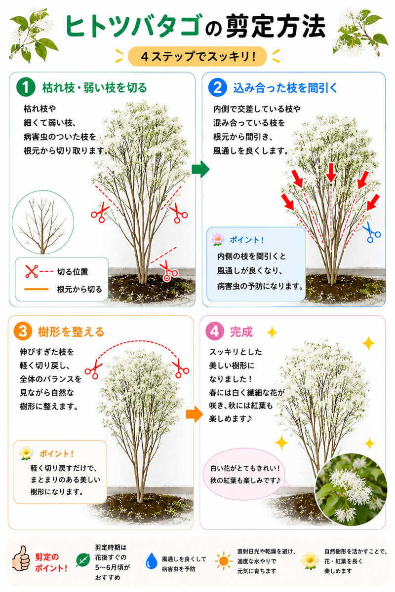 【図解あり】ヒトツバタゴ(ナンジャモンジャ)の剪定方法