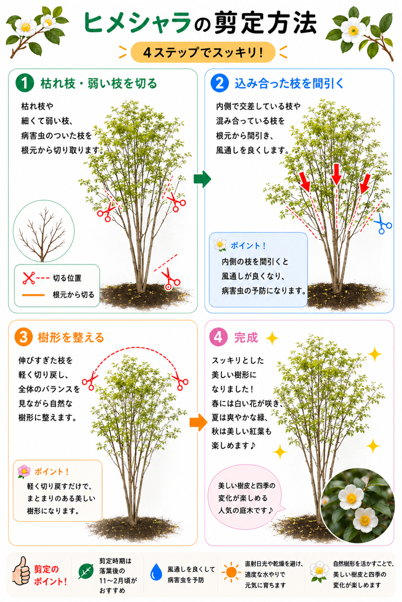 【図解あり】ヒメシャラの剪定方法