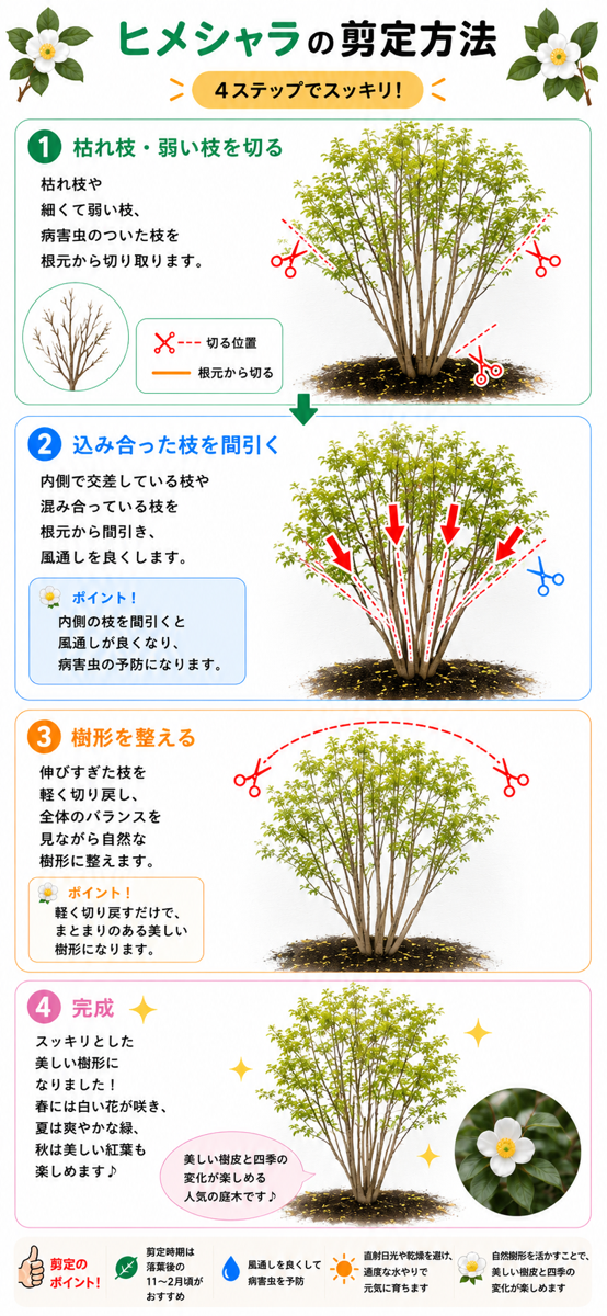 【図解あり】ヒメシャラの剪定方法 【図解あり】ヒメシャラの剪定方法