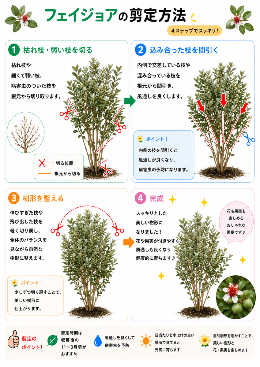 【図解あり】フェイジョアの剪定方法