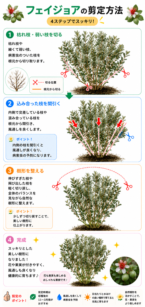 【図解あり】フェイジョアの剪定方法 【図解あり】フェイジョアの剪定方法