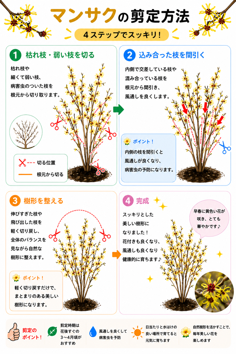 【図解あり】マンサクの剪定方法