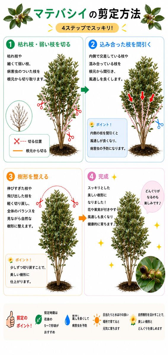 【図解あり】マテバシイの剪定方法