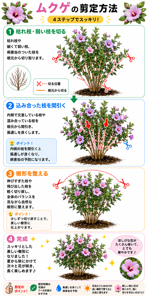 【図解あり】ムクゲの剪定方法 【図解あり】ムクゲの剪定方法
